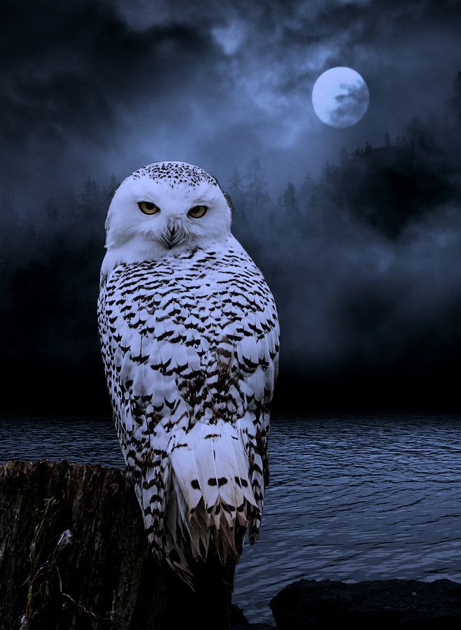 🦉✨ “He Sends the Owl” — Liam Payne and the Magic That Never&nbsp;Left