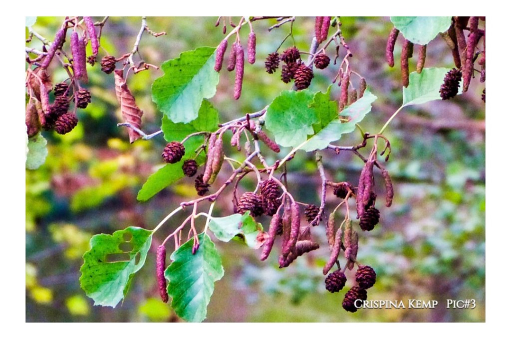 “What the Alder&nbsp;Remembers”