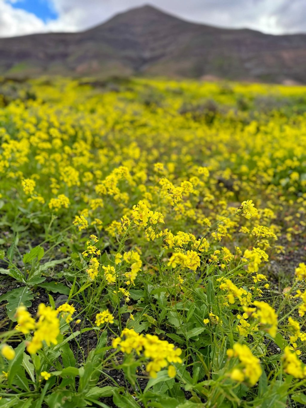 Bloom