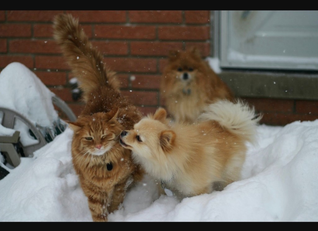 Household Truce