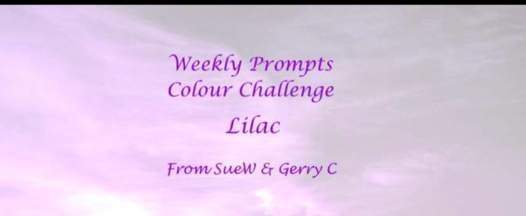 lilac